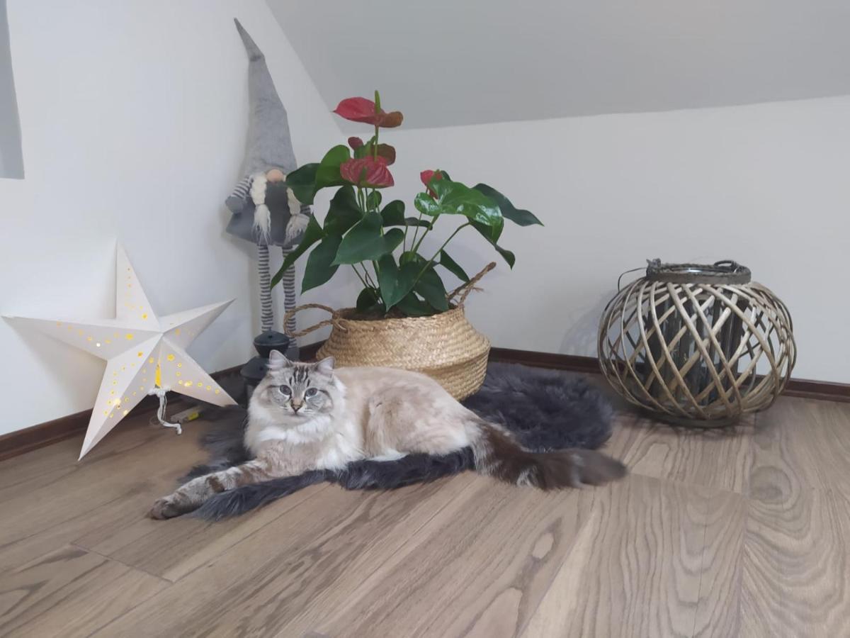 ילנייה גורה Apartament Muzyczny מראה חיצוני תמונה